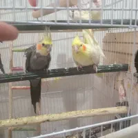 عروس هلندی مولد