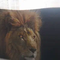 بافنده تابلوفرش در منزل