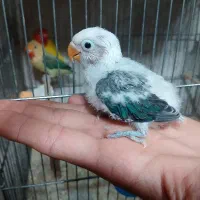 پرنده سرای کلاغ سفید آرا گلدن بلو.راهب.شاه.گرینچیک