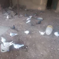 کبوتر فروشی|پرنده|جوین, |دیوار