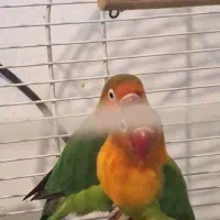 یه جفت طوطی برزیلی|پرنده|شیراز, دشت چنار|دیوار