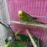 جفت مرغ عشق با جوجه