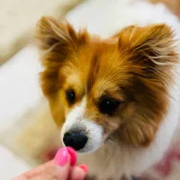 سگ پامر|سگ|بیرجند, |دیوار