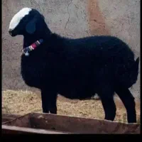 عرضه دام زنده  در پرند وحومه