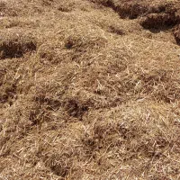 یونجه تازه خرد شده خرمن کوبی