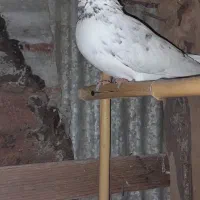 کبوترفروش یامعاوضه|پرنده|رشت, حومه رشت|دیوار