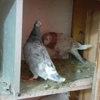 کبوتر|پرنده|الوند, |دیوار