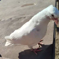 کبوتر طوقی