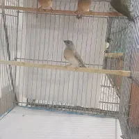 فنچ جوجه گلدین سایز درشت و زبرا کینگ هاف اورنج|پرنده|پاکدشت, خاتون آباد|دیوار