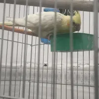 عروس پاریس لوتینو