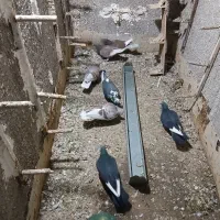 کفتر نر پرشی و جفتگاهی