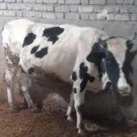 دو راس گاو آبستن و گوساله|حیوانات مزرعه|کنگاور, |دیوار