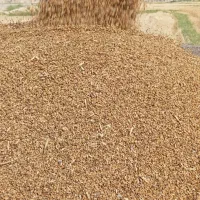 فروش گندم بذری مهرگان