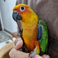 طوطی خورشیدی رام و دستی ۸ ماهه