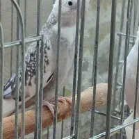 عروس هلندی ماده ابلغ آلبینو،وایت،ابلغ