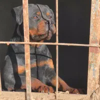 واگذاری ماده روتوایلر جوان