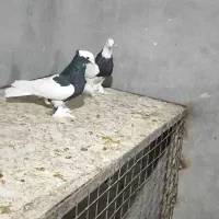 کبوتر دمبی طوقی کوار|پرنده|شیراز, شهرک مدرس|دیوار