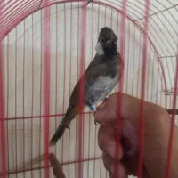 جوجه قناری پیدا شده