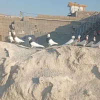 پرنده کبوتر|پرنده|رامهرمز, |دیوار