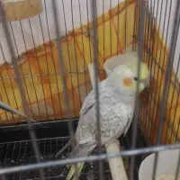 دو عدد عروس هلندی نر و ماده