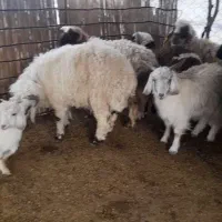 بره|حیوانات مزرعه|رودان, |دیوار