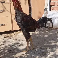 خروس لاری اصل