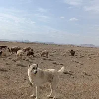 سگ سفید|سگ|تربت جام, جامرود|دیوار