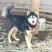 باسلام این سگ به فروش هست قیمت ۹ ملیون بپ