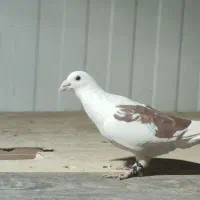 پرنده شهرستانی|پرنده|دماوند, گیلاوند|دیوار