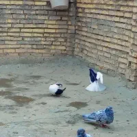 کبوتر|پرنده|شوشتر, |دیوار