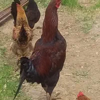 خروسهای دورگه لاری و . امروک