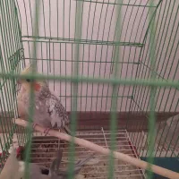 عروس هلندی نر و ماده