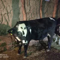 گاونر|حیوانات مزرعه|مشگین شهر, |دیوار