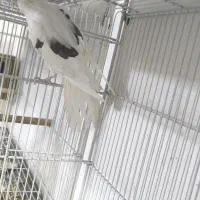 عروس هلندی دوکت آلبینو ماده