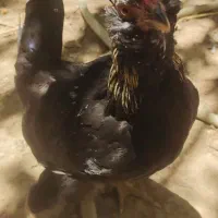 مرغ سالم و سرحال