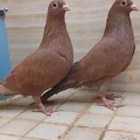 سرخ کرمونی و ساده سیاه|پرنده|سبزوار, باهنر|دیوار