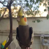 عروس هلندی نر طوسی بالغ دستی حلقه پاقیمت مناسب|پرنده|فیروزکوه, |دیوار