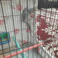 عروس هلندی|پرنده|کبودرآهنگ, |دیوار