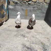 هفت رنگ