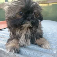 توله شیتزو های 2ماه و نیمه|سگ|بندر انزلی, انصار الحسین|دیوار