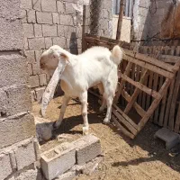 پازن گلابی|حیوانات مزرعه|بندر دیر, |دیوار