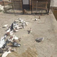 کفتر|پرنده|خرمدره, |دیوار