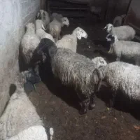 گوسفند|حیوانات مزرعه|فیروزآباد (فارس), |دیوار