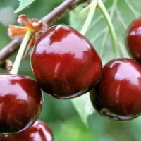 شروع پیش فروش نهال آلبالو بوترمو