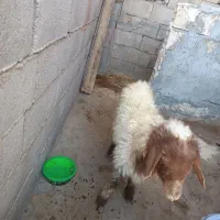 بره نیمگوشت