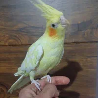 عروس هلندی لوتینو بازیگوش و دستی