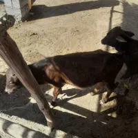 گوساله فروشی|حیوانات مزرعه|میناب, |دیوار