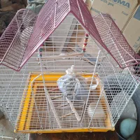 قفس عروس هلندی|لوازم جانبی حیوانات|اصفهان, حصه جنوبی|دیوار