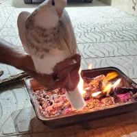 کبوتر طوقی خال شکلاتی