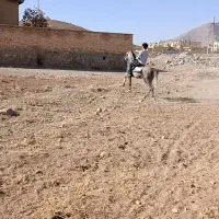 کره مادیان|اسب و تجهیزات اسب‌سواری|بن, |دیوار